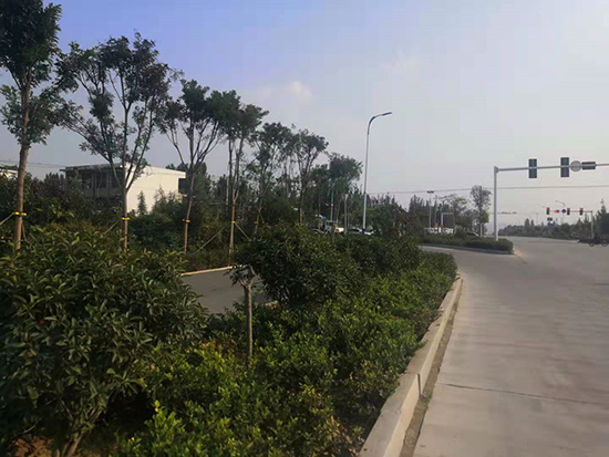 道路綠化施工